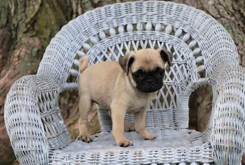 Pug puppies. AKC registered parents. Beautiful