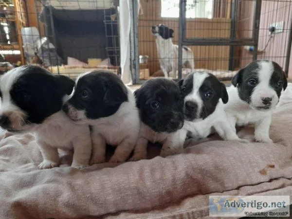 Traditional Jack Russell puppies for sale