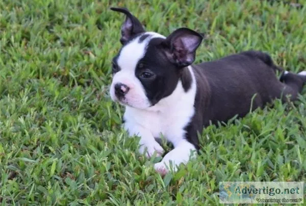 HIGH QUALITY KC REG PUPS READYBoston Terrier Puppies For Sale.
