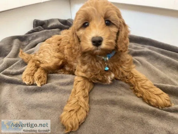 Beautiful miniature Cockapoo ready for new home now