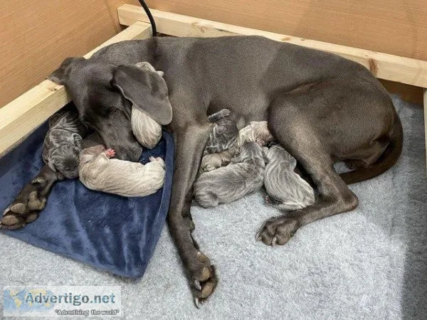 Weimaraner KC 1 blue and 2 silver bitches left