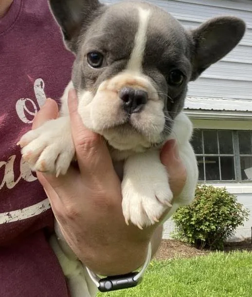 Zoey - French Bulldog Puppy for Sale in Albuquerque