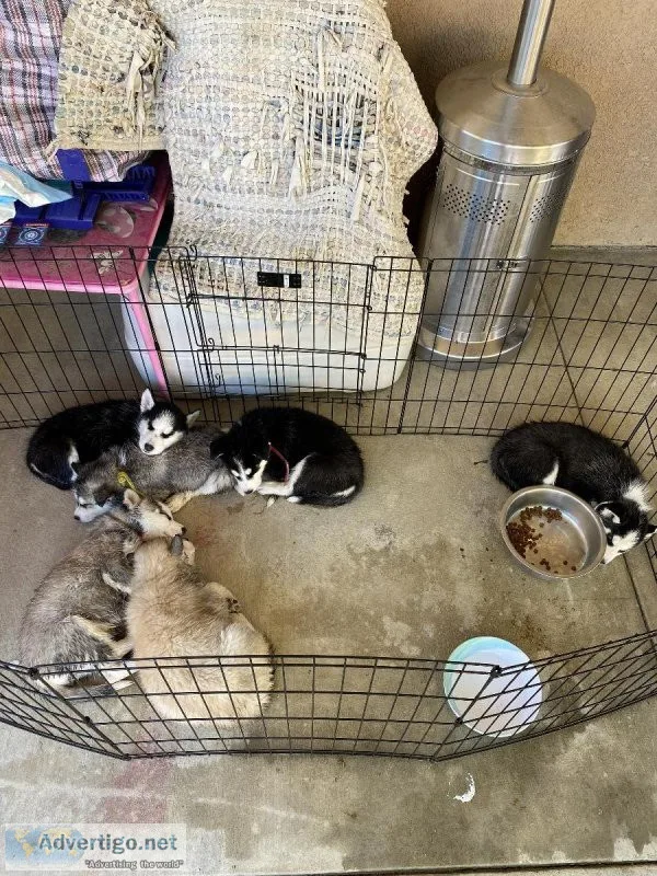 Husky Puppies for Sale