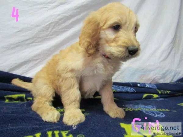 PARTI GOLDEN DOODLES FIB MOYEN SIZE