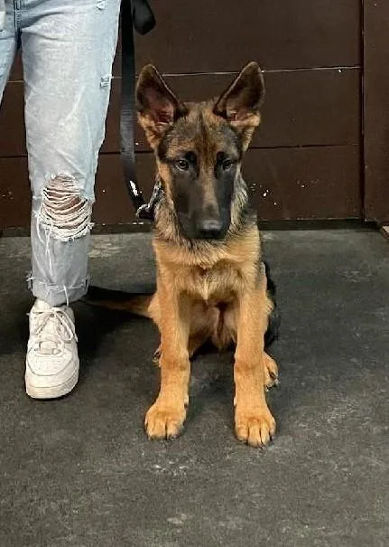 German shepherd puppies