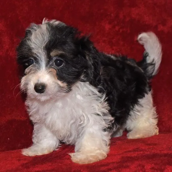 Yorkie puppy for Sale