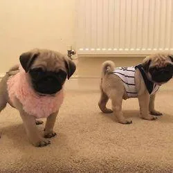 Super Adorable French Bulldog Puppies.