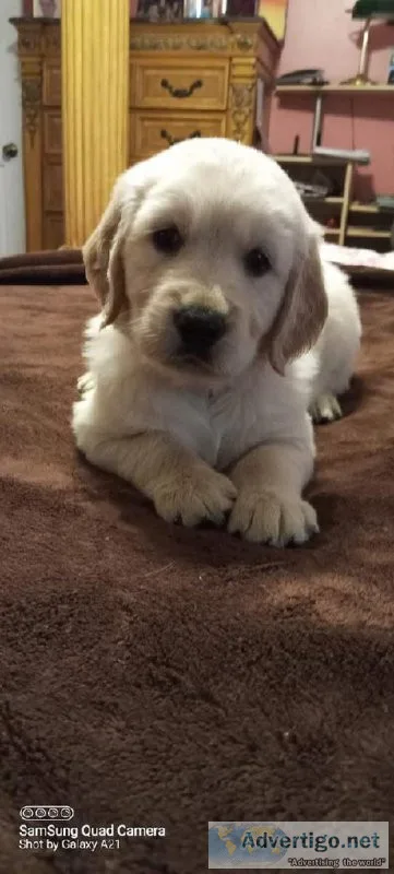 AKC Golden Retriever Female Puppy
