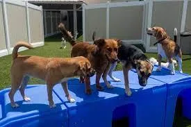Affordable Pet Boarding Doggy Daycare for Cats and Dogs in Spana