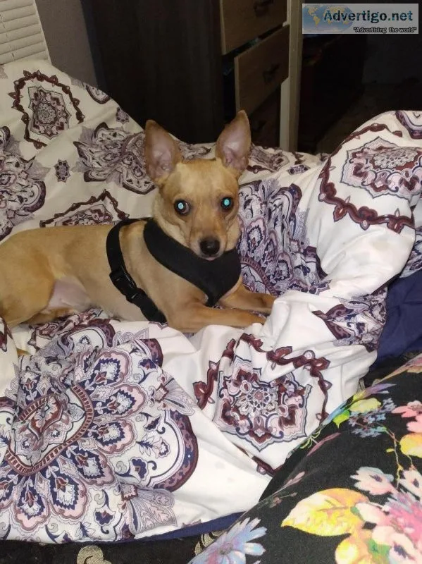 Chihuahua Deer Head