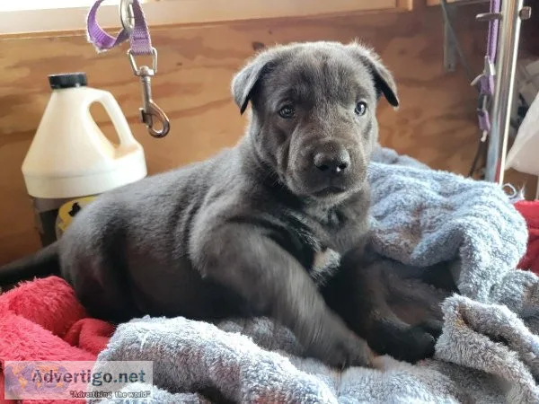 AF5Blue brindle Dutch Shepherd