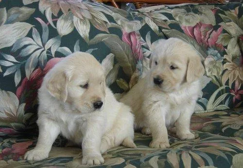 ONLY 1 Boy and 1 Girl LEFTGolden Retriever Puppies For Sale.