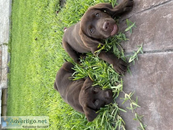 BEAUTIFUL CHOCOLATE BROWN LABS 