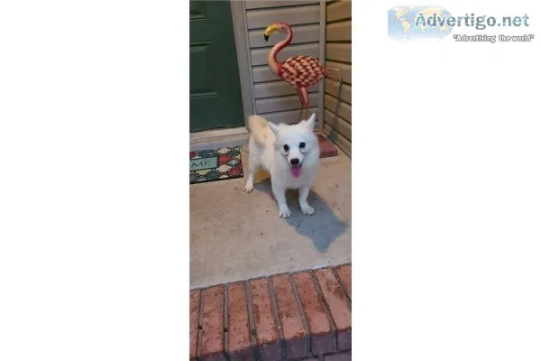 American Eskimo-Rosie-Female