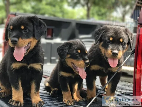 Rottweiler puppies champion bloodlines