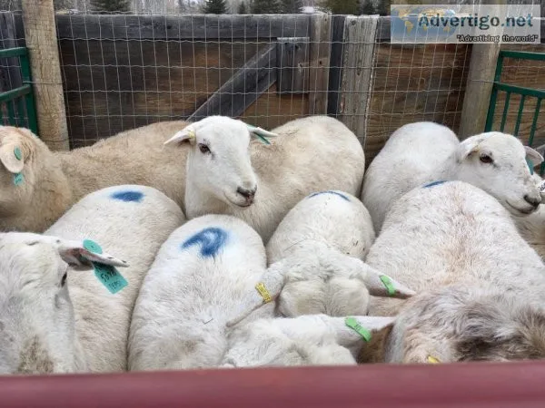 Katahdin sheep and Dorper sheep for sale .