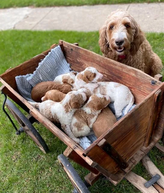 F1b Mid-Size Goldendoodle Puppies