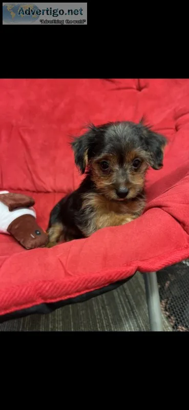 Yorkies