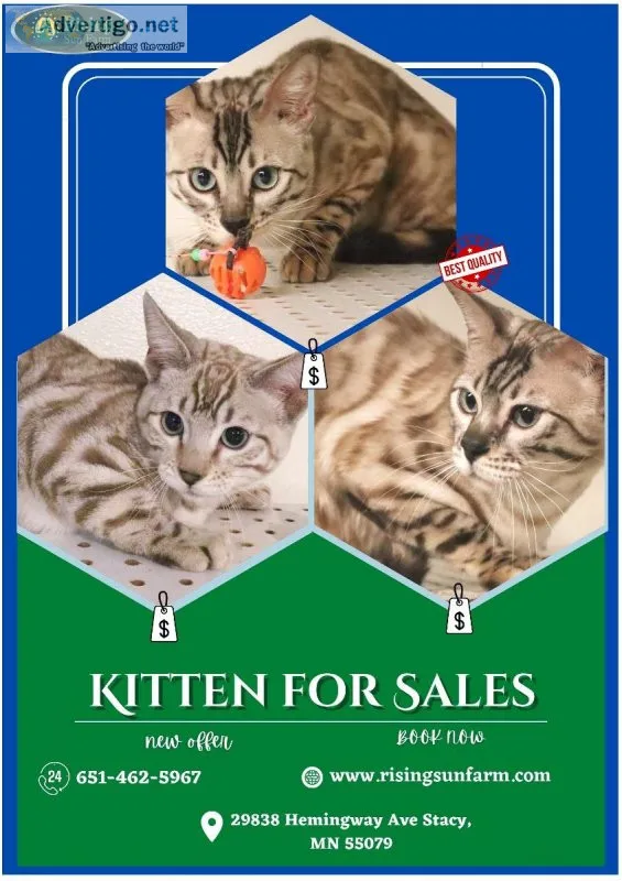 Favorite Kitten for Sales Today &ndash Rising sun farm