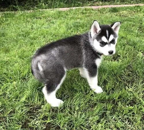 Siberian husky puppies for sale