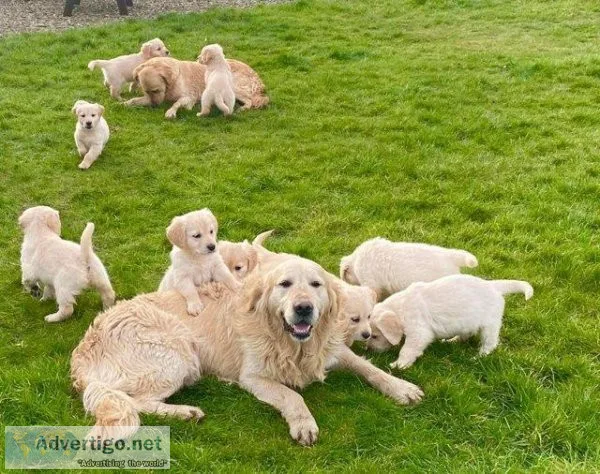 Beautiful AKC Registered Golden Retriever Puppies