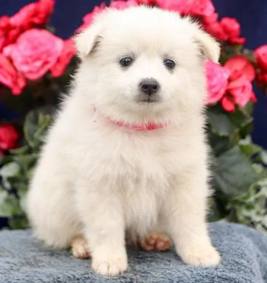 Dexter - American Eskimo Puppy for Sale in Dulles VA