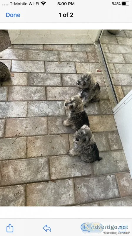 Miniature Schnauzers