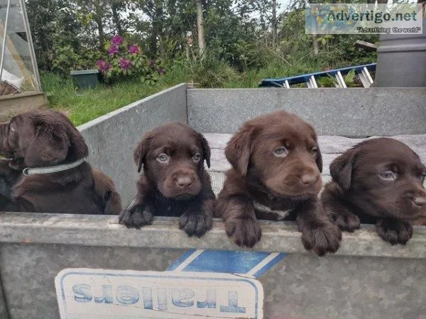Excellent quality AKC litter chocolate Labrador puppies