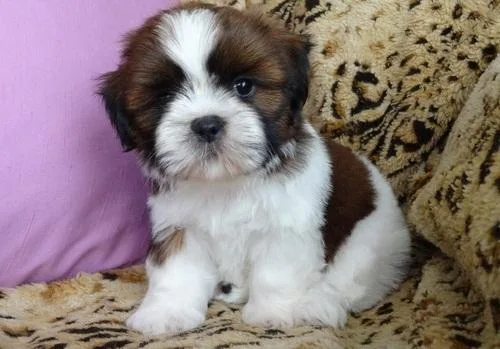 Shih Tzu puppies rehoming