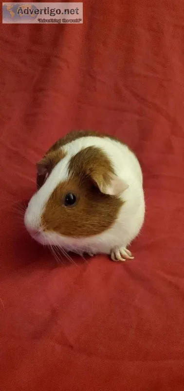 Guinea pig