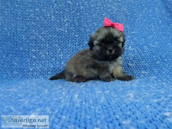 Adorable Malshih Puppies