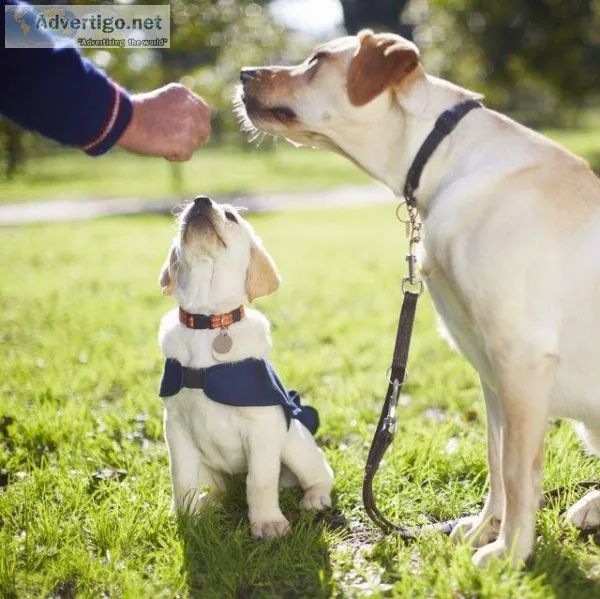 Dog Training Secreat s