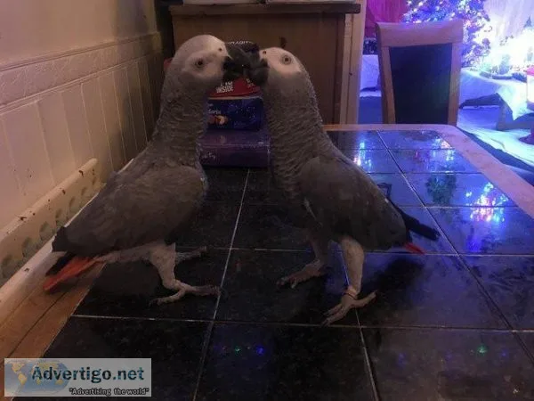 Two Beautiful Hand Reared African Grey Parrot and Cage For Sale.