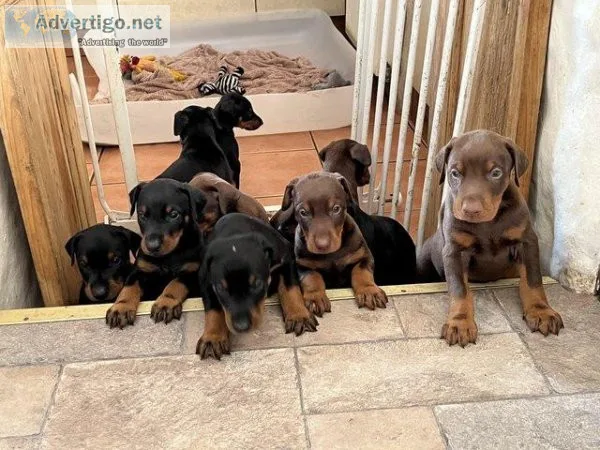 Mixed litter of beautiful Doberman puppies