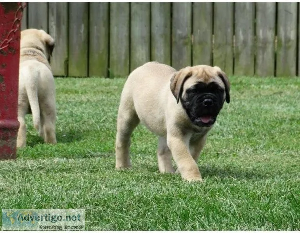 STUNNING and EXCELLENT FULL PUPSTwo AKC Reg Bullmastiff Puppies 