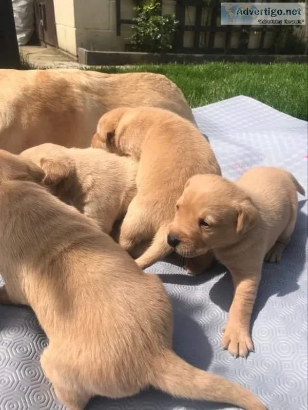 Golden red Labrador puppies 3rd generation