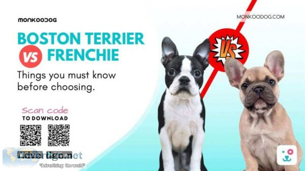 Boston Terrier Vs French Bulldog Must Know Before Choosing