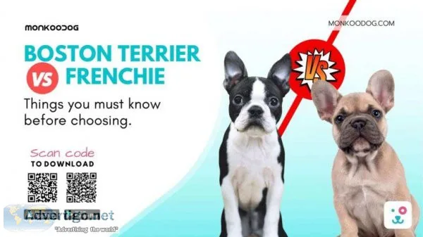 Boston Terrier Vs French Bulldog Must Know Before Choosing