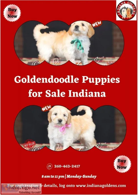 Goldendoodle Puppies for Sale Indiana- Buy now