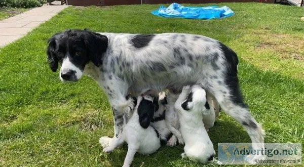 Springer Spaniel Puppies for Sale