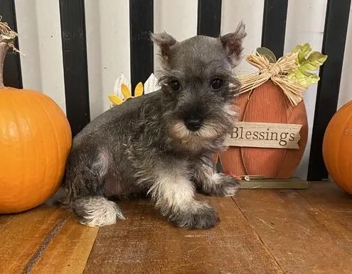 Schnauzer standard pepper and salt puppies