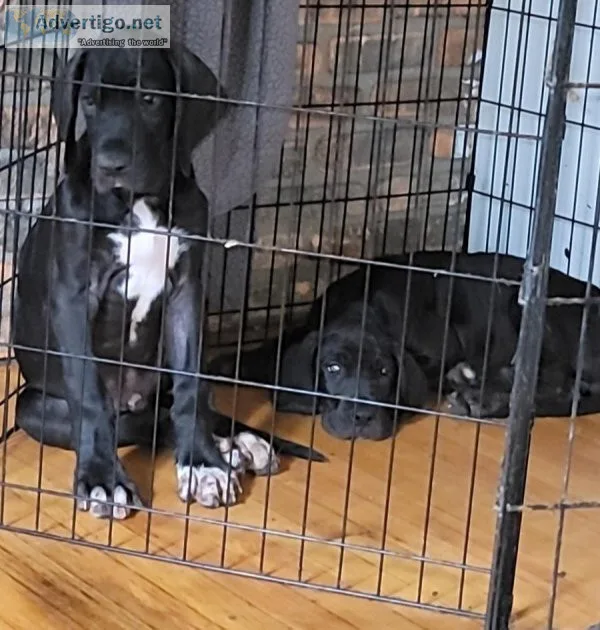 Mastiff and great dane puppies for sale