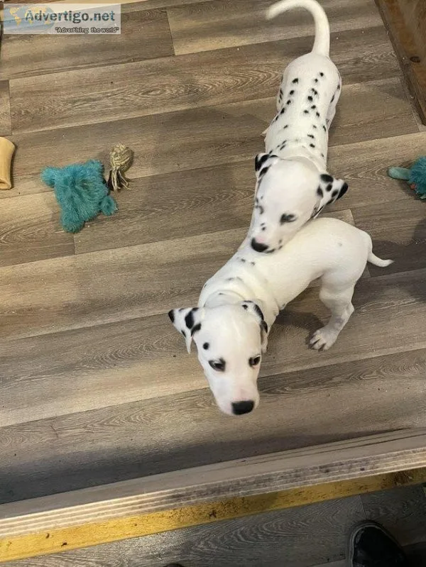 QUALITY HOMES ONLY1 Dog and 1 Bitch LeftBeautiful Spotted Dalmat