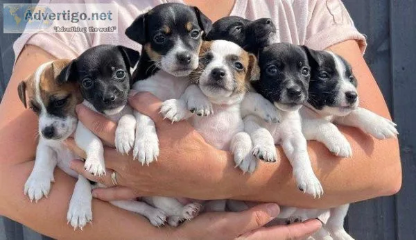 Beautiful Parson Russell terrier pups for sale