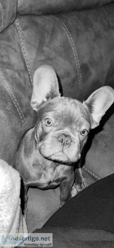 Female French bull dog pedigree