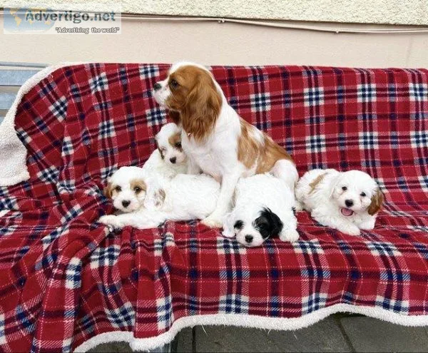 STUNNING CAVAPOO PUPPIES AVAILABLE