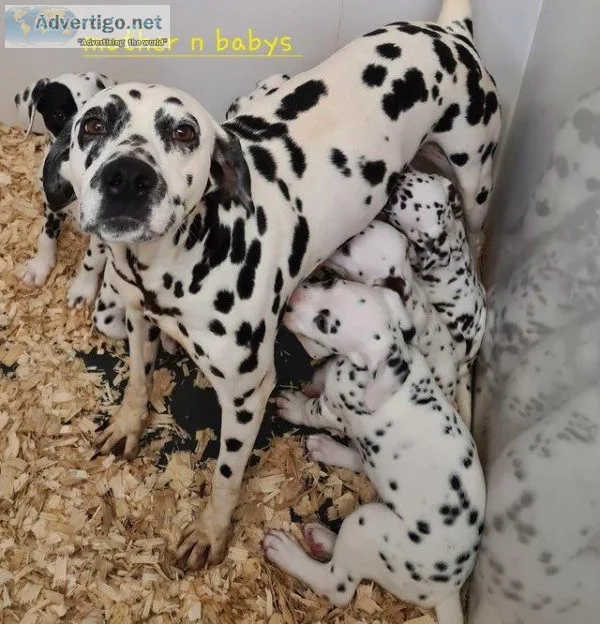 Stunning litter dalmatian puppies in liver and black spots