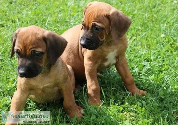 AMAZING Upto Date PupsKc Reg Rhodesian Ridgeback Puppies For Sal