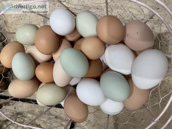 FREE RANGE CHICKEN EGGS