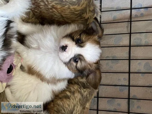 Male and female AKC Registered Papillon puppies